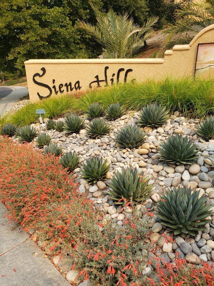 Low-water frontyard of blue agave, ornamental grasses, and red flowering groundcover set in river rock